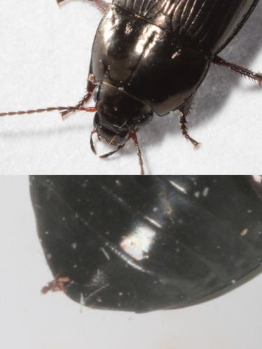 Amara lunicollis